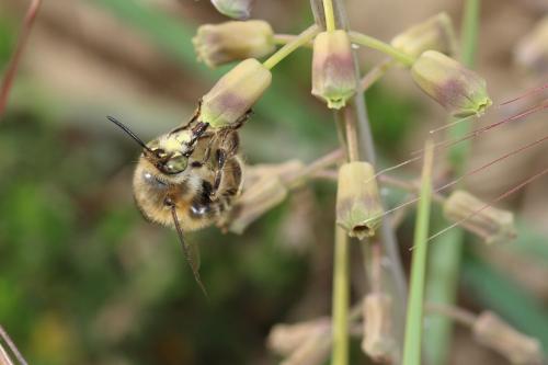 Anthophora salviae