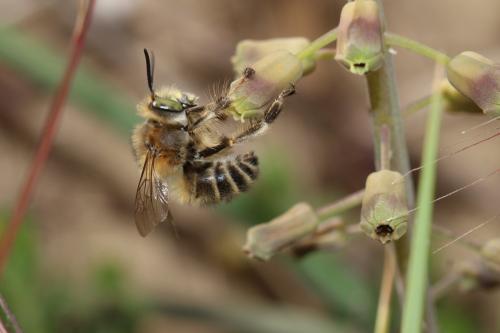 Réf. 278 896 : Anthophora salviae