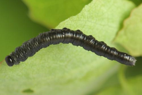 Euura punicea