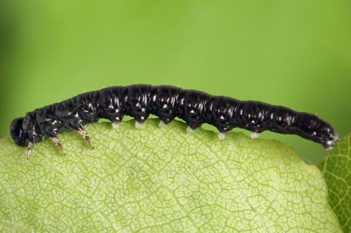 Réf. 278 697 : Euura punicea