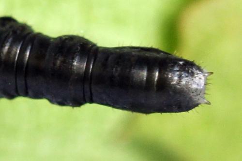 Réf. 278 701 : Euura punicea
