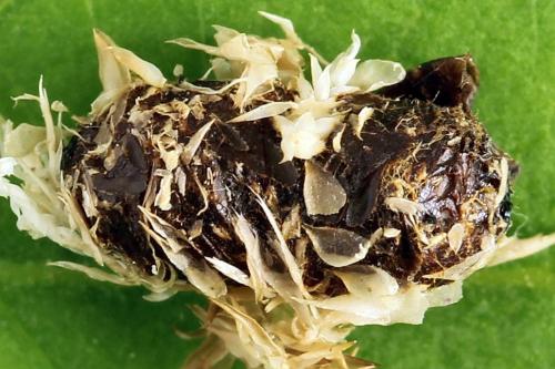Réf. 278 706 : Euura punicea