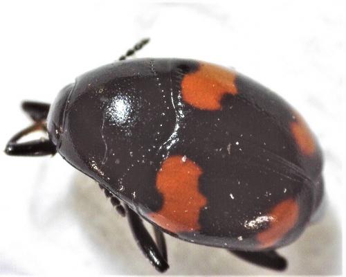 Réf. 278 384 : Scaphidium quadrimaculatum