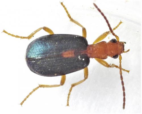 Réf. 278 377 : Brachinus sclopeta