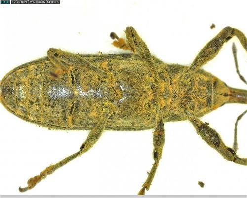 Lixus sp.