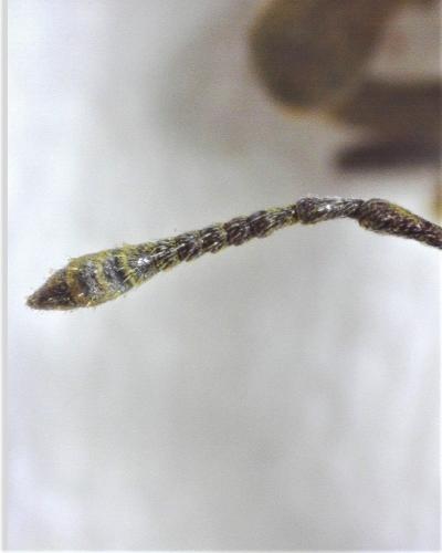 Lixus sp.