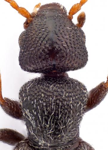Anthicus fenestratus
