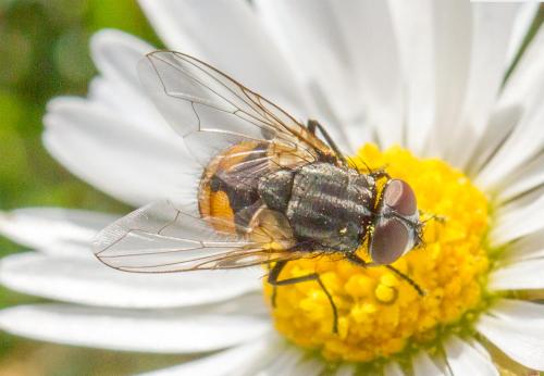 Réf. 278 155 : Musca sp.