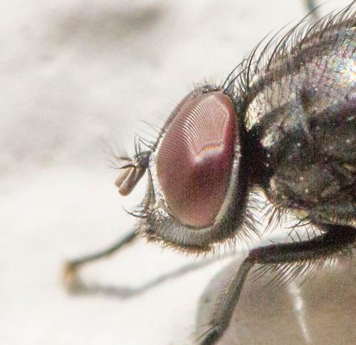 Réf. 278 351 : Musca autumnalis