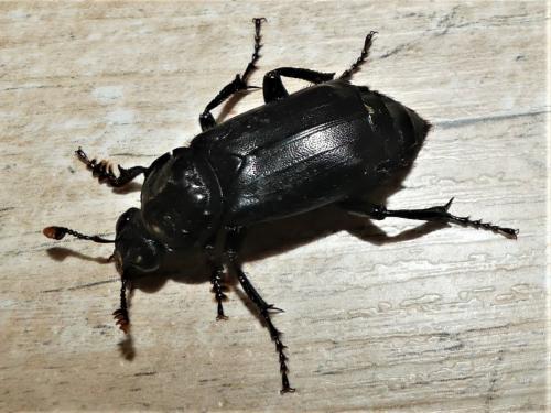 Réf. 278 162 : Nicrophorus humator