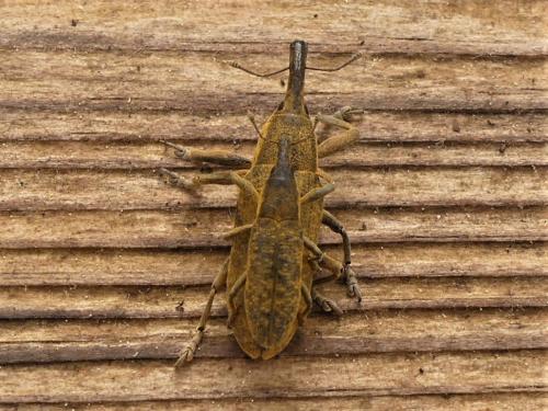 Lixus sp.