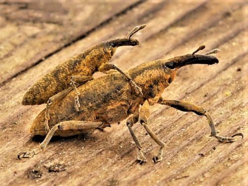 Réf. 278 394 : Lixus sp.