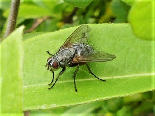 Macquartia dispar
