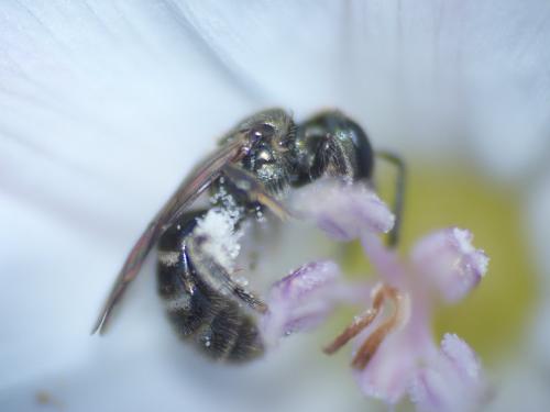 Réf. 278 925 : Lasioglossum sp.