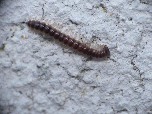 Réf. 278 926 : Oxidus gracilis