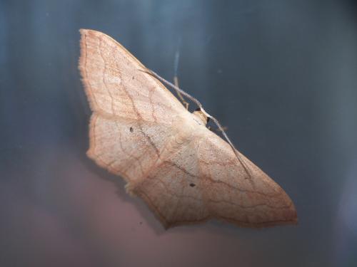 Scopula imitaria