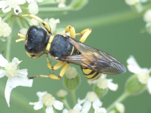 Réf. 278 924 : Ectemnius sp.