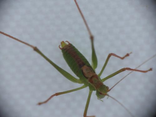 Leptophyes punctatissima