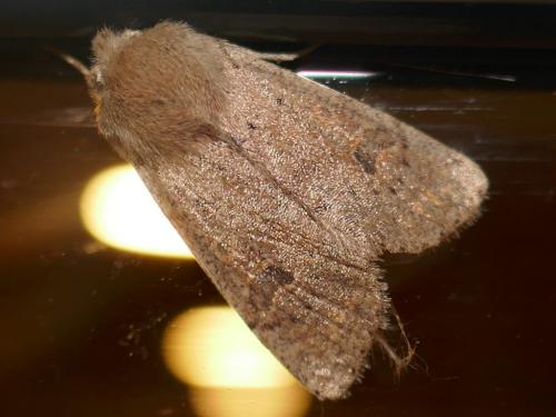 Réf. 278 383 : Orthosia cruda