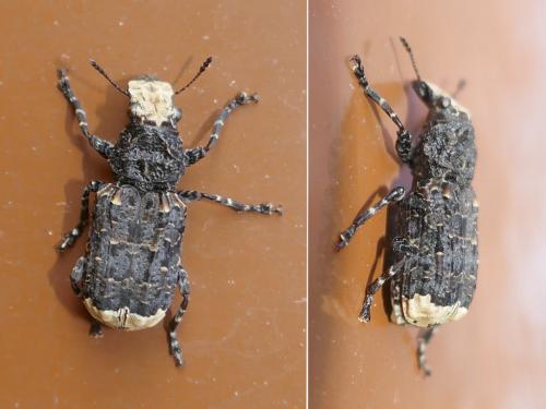 Réf. 278 054 : Platyrhinus resinosus