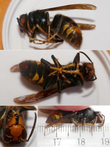 Vespa velutina