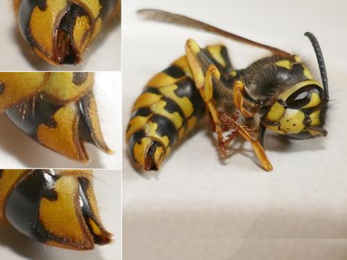 Vespula germanica