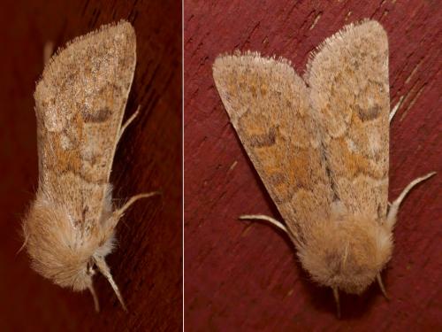 Réf. 278 209 : Orthosia miniosa