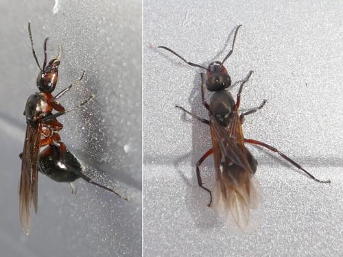 Réf. 278 911 : Formica sp.