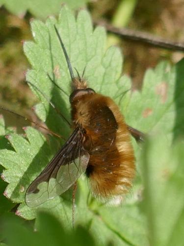 Bombylius major