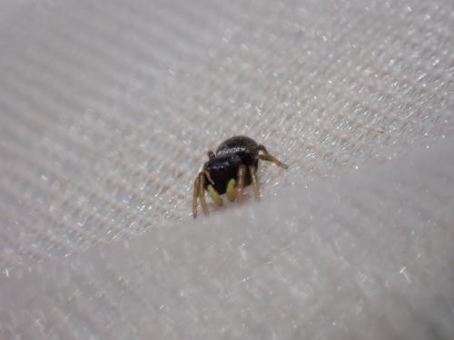 Heliophanus sp.