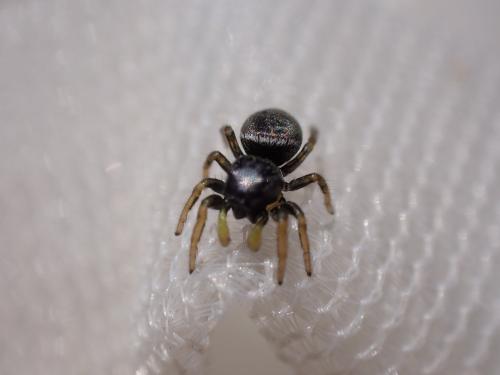 Heliophanus sp.
