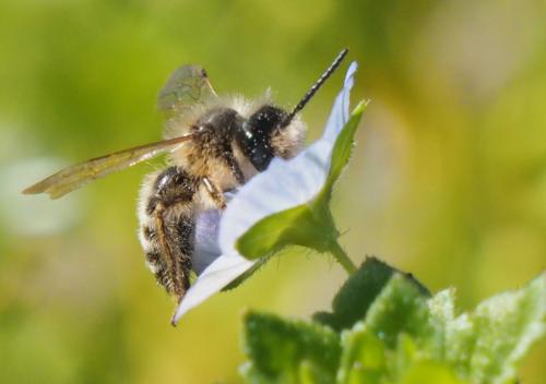 Andrena sp.