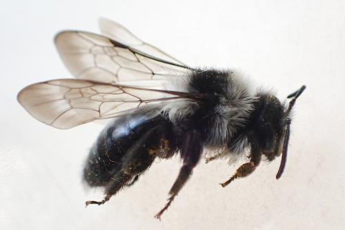 Andrena cineraria
