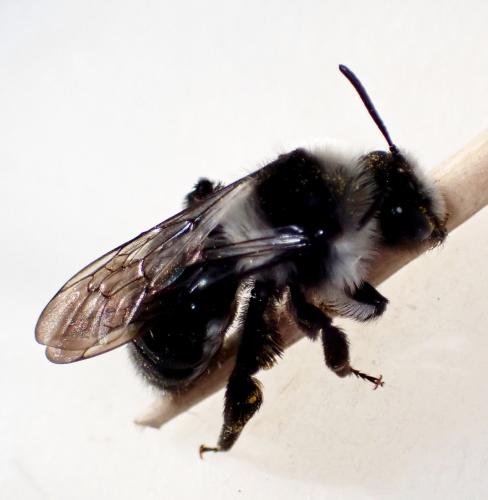 Andrena cineraria