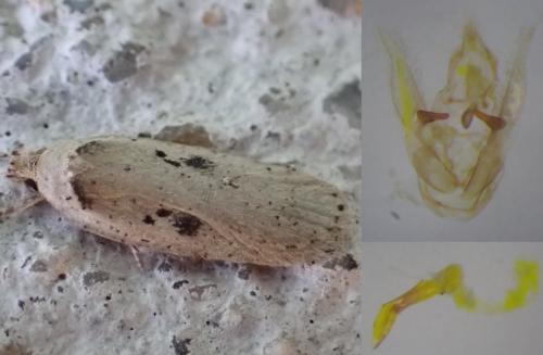 Agonopterix yeatiana
