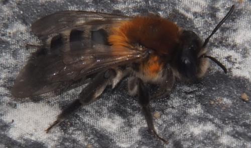 Réf. 278 905 : Andrena nitida