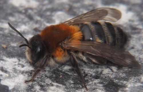 Réf. 278 904 : Andrena nitida