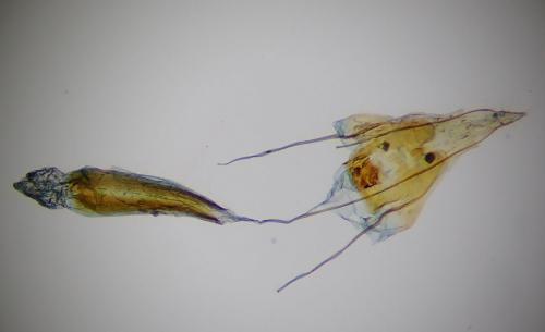 Réf. 278 869 : Niditinea fuscella