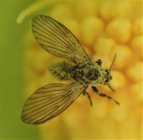 Pneumia sp.