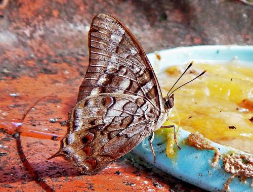 Polyura gamma