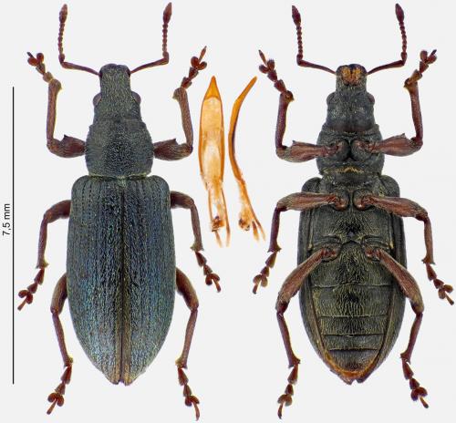Polydrusus impar