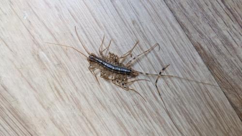 Scutigera coleoptrata
