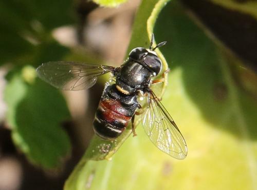 Réf. 278 900 : Paragus sp.