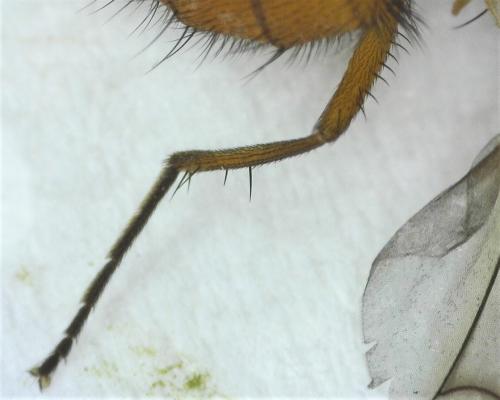 Phaonia subventa
