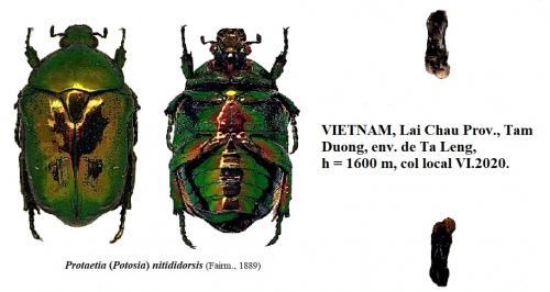 Protaetia sp.
