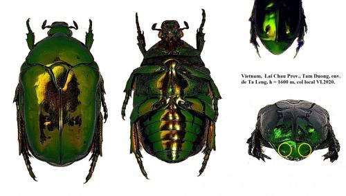 Réf. 278 053 : Protaetia sp.