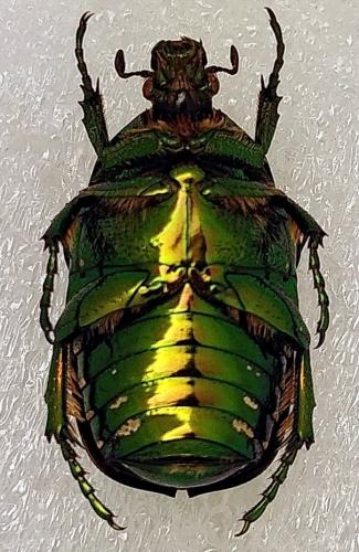 Protaetia sp.