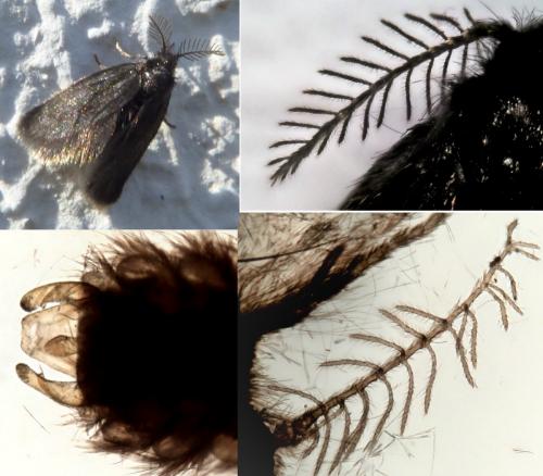 Réf. 278 970 : Epichnopterix sieboldii