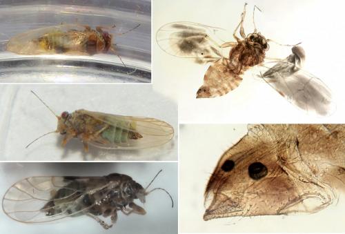 Cacopsylla sp.