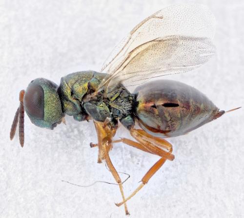 Coelopisthia areolata